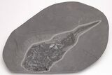Devonian Armored Fish (Coccosteus) Fossil - Scotland #206851-1
